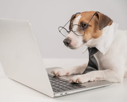 Cute Jack Russell Terrier dog wearing glasses and a tie sits at a laptop on a white background