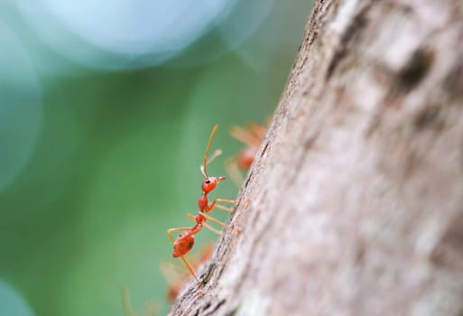 Weaver Ant or Red ant in nature with macro photography