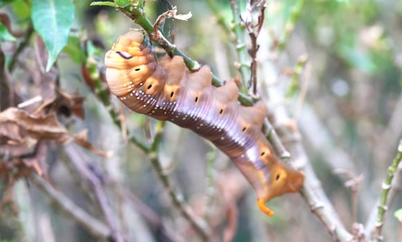 Brown worm eat all leaf. Funny caterpillar brown worm hang on to eat leaf on tree