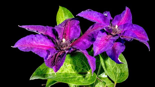 Beautiful Blooming purple Clematis Akaishi flowers isolated on a black background. Flower head close-up.