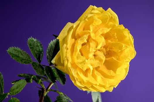 Beautiful Blooming yellow Climbing rose Golden Showers on a purple background. Flower head close-up.