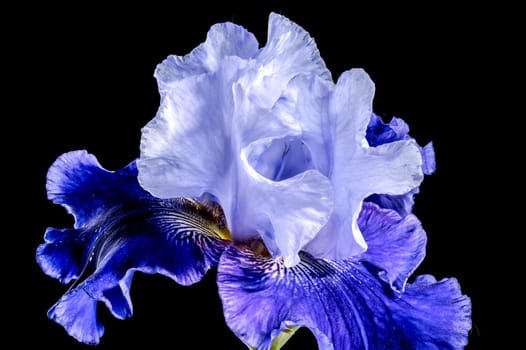 Beautiful Blooming blue iris Mariposa Skies flowers on a black background. Flower head close-up.