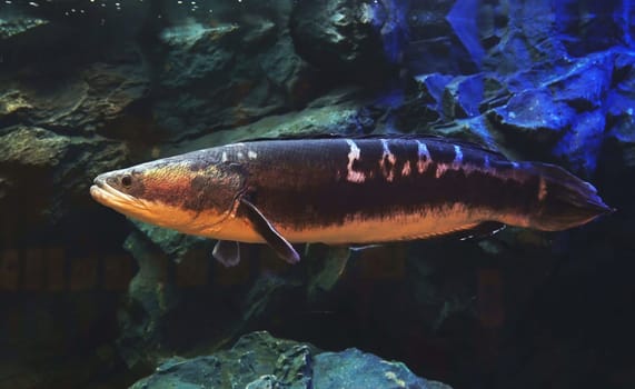 Giant snake head fish, giant mudfish is freshwater fish in aquarium tank