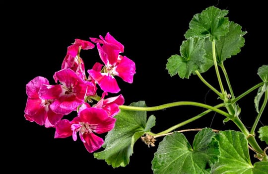 Beautiful Blooming red Pelargonium Toscana Hero flowers on a black background. Flower head close-up.