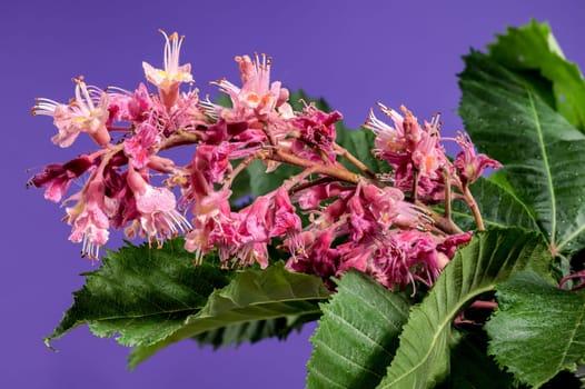 Beautiful Blooming red horse-chestnut on a purple background. Flower head close-up.