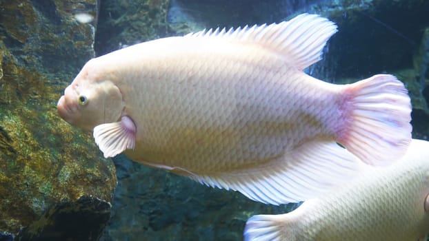 White Giant gourami fish Osphronemus goramy swimming in aquarium tank
