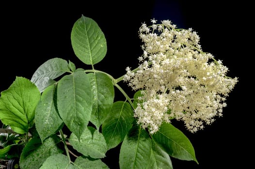 Beautiful Blooming white sambucus isolated on a black background. Flower head close-up.