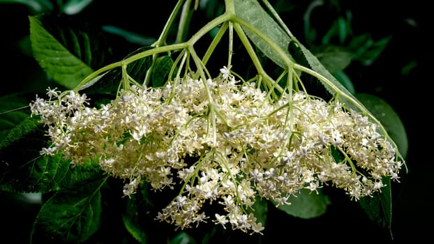 Beautiful Blooming white sambucus on a dark green background. Flower head close-up.