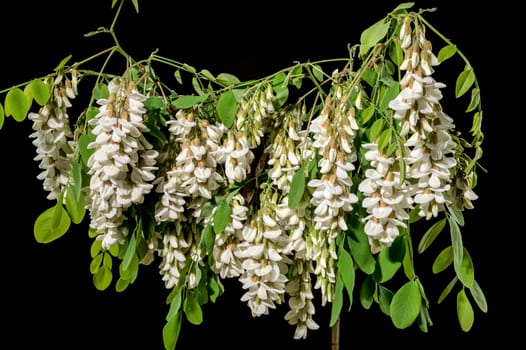 Beautiful Blooming flowers of white acacia tree on a black background. Flower head close-up.