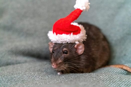 Rat Santa hat. Symbol of the Chinese New Year. Funny black rat Dumbo in a red santa checker on a green background