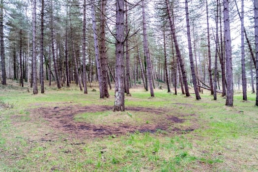 The forest at Murvagh in County Donegal, Ireland.