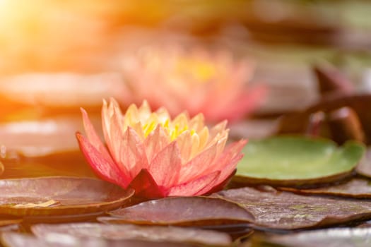 Pink lotus water lily flower in pond, waterlily with green leaves blooming.