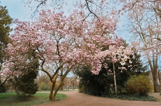 Bright magnolia tree blooms with pink flowers in a quiet park. Lush green grass, distant trees,and a gravel path complete the scene.