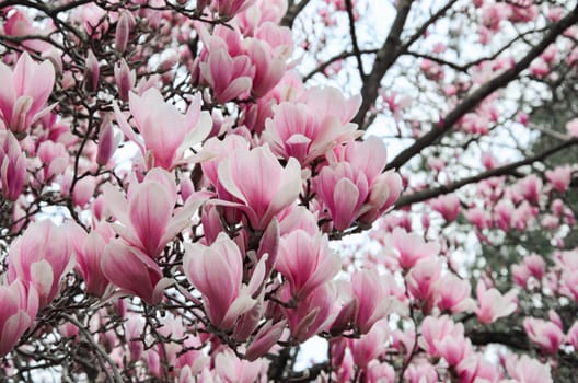 Large pink magnolia flowers in close-up. This tree is a symbol of spring and new beginnings.