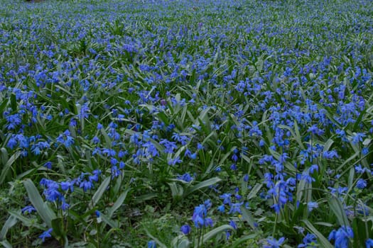 A vibrant field carpeted with bluebell flowers in full bloom. The flowers sway gently in the breeze, creating a sea of blue.