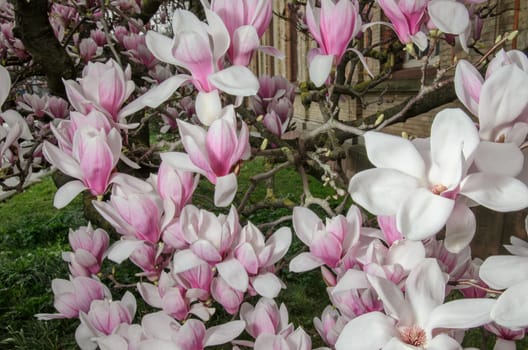 Large pink magnolia flowers in close-up. This tree is a symbol of spring and new beginnings.