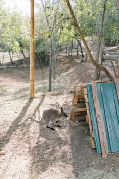 Little kangaroo sits near a wooden shed in the park and looks inside. High quality photo