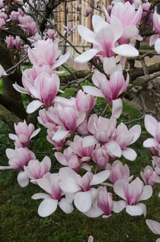 Large pink magnolia flowers in close-up. This tree is a symbol of spring and new beginnings.