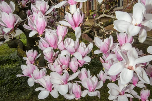 Large pink magnolia flowers in close-up. This tree is a symbol of spring and new beginnings.