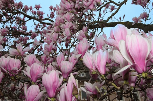 Large pink magnolia flowers in close-up. This tree is a symbol of spring and new beginnings.