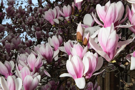 Large pink magnolia flowers in close-up. This tree is a symbol of spring and new beginnings.