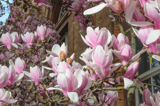 Large pink magnolia flowers in close-up. This tree is a symbol of spring and new beginnings.