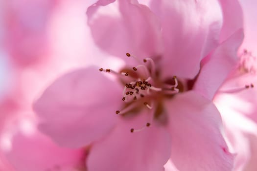 close up pink peach flower with a fuzzy, blurry background. The flower is the main focus of the image, and the background is intentionally blurred to draw attention to the flower