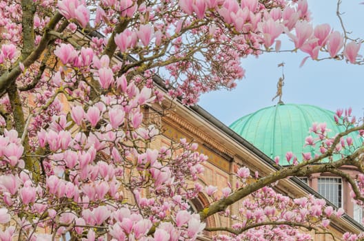 Branches with large pink flowers in the foreground. Cyan dome, brick wall of the building and blue sky in the background.