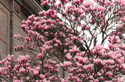 Gorgeous magnolia tree studded with large pink flowers on a grey background. The background is a brick wall and sky. The edge of the roof lines the diagonal in the image.