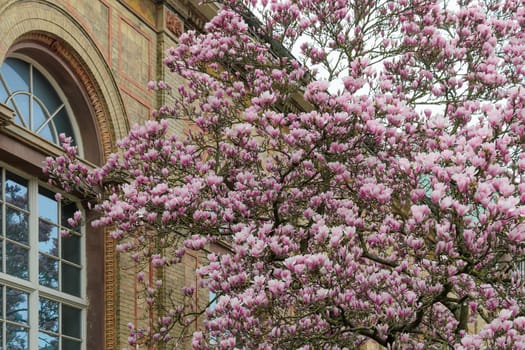 A bright pink magnolia tree is sprinkled with brightly coloured flowers, forming a picturesque frame around the historic building. A clear blue sky peeks through the branches, completing the scene.