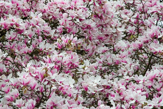 Pink magnolia flowers fill the entire frame. Suitable as a background for text.