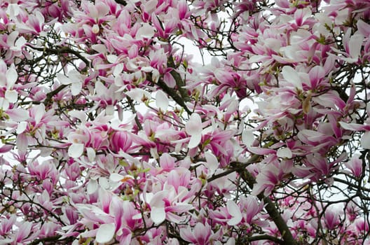 Pink magnolia flowers fill the entire frame. Suitable as a background for text.