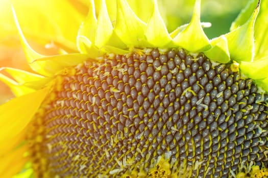 Ripe sunflower with black seeds close-up on the field