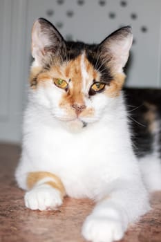 A domestic shorthaired cat, a member of the Felidae family, with fur in a calico pattern, is lying on the floor. Its whiskers, tail, and paw are visible as it gazes at the camera