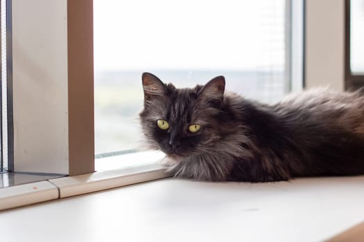 A small to mediumsized domestic shorthaired cat, a member of the Felidae family and a carnivore, is lounging on a window sill, showcasing its whiskers, snout, tail, and fur