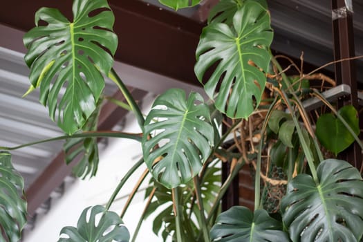 A closeup of a Monstera, a popular houseplant known for its large and lush leaves. Monstera is a flowering plant that belongs to the subshrub category of terrestrial plants