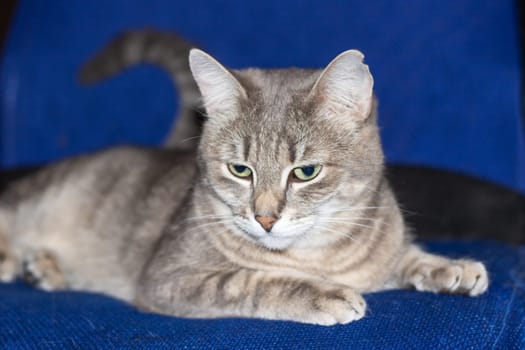 A domestic shorthaired cat, a member of the Felidae family, with green eyes is resting on a blue blanket. Its whiskers, snout, fur, and paw make it a typical small to mediumsized carnivorous feline