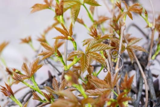 A close up of a terrestrial plant with brown leaves and green stems, possibly a groundcover or subshrub. The plant may be an annual or herbaceous species, possibly growing in soil or on a twig