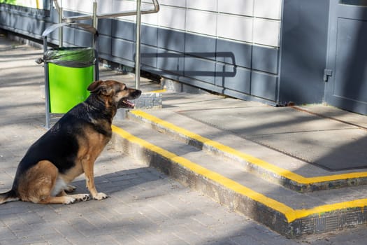 An old German Shepherd dog is resting on the sidewalk next to a green trash can, with its snout sniffing around. The asphalt road surface and a fence are visible nearby