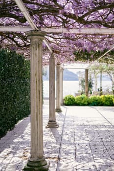 Pergola with columns twined with blooming purple wisteria in a garden by the sea. High quality photo