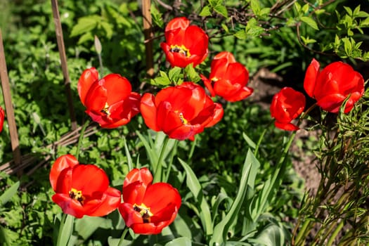 A beautiful bed of red tulips, a flowering plant, adds a vibrant pop of color to the garden surrounded by lush green grass and groundcover