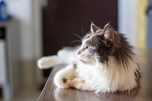 A domestic shorthaired black and white cat, a member of the Felidae family, is comfortably laying on a table. Its whiskers, fur, paws, and tail are visible