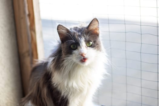 A domestic shorthaired cat, a member of the Felidae family, with gray and white fur, green eyes, and whiskers, is staring at the camera in a grassy area