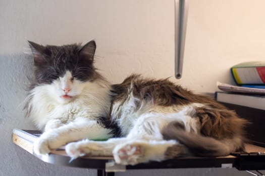 A domestic shorthaired black and white cat, a member of the Felidae family, is comfortably laying on a table. Its whiskers, fur, paws, and tail are visible