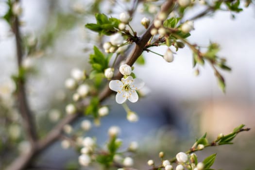 A closeup shot of a white cherry blossom flower on a tree branch, showcasing the delicate petals and vibrant pollen, a beautiful sight in nature