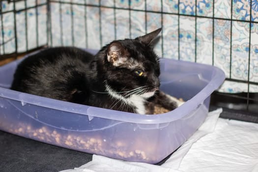 A small to mediumsized black and white Felidae cat is comfortably laying in a purple litter box, showcasing its whiskers and snout. The perfect pet supply for carnivorous cats