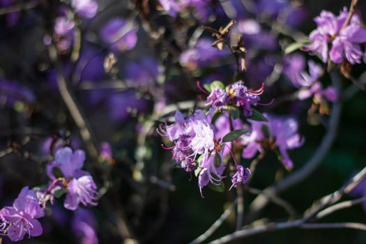 A beautiful display of purple flowers decorates a flowering shrub in the springtime, showcasing the vibrant petals of this terrestrial plant