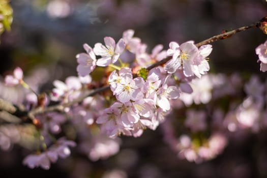 A closeup shot of the beautiful cherry blossoms on a tree branch, showcasing the delicate petals of the flowering plant in full bloom