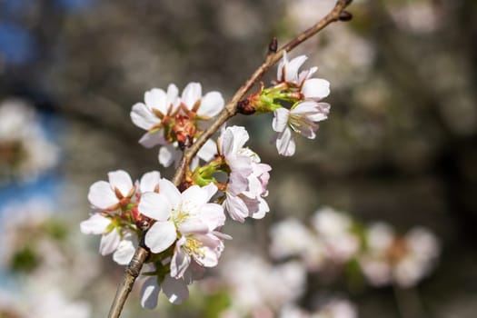 A closeup shot of the beautiful cherry blossoms on a tree branch, showcasing the delicate petals of the flowering plant in full bloom