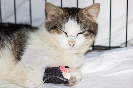 Sad gray cat with catheter on paw close up